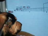Winters Texel