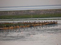 De natuur