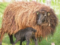 Zwarte schapen