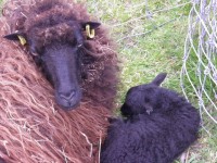 Zwarte schapen