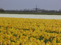 Voorjaar