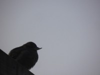 Vogel
