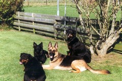 Honden