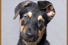 Hond