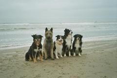 Honden