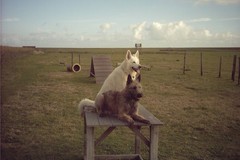 Honden